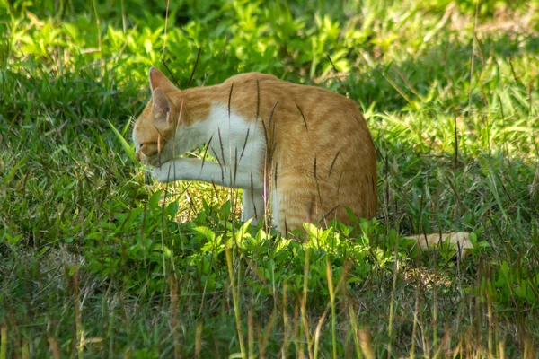 Çimenlikteki turuncu kediler kendilerini kamufle etmek ve avlarını gözlemlemek için otların yüksekliğini kullanırlar..