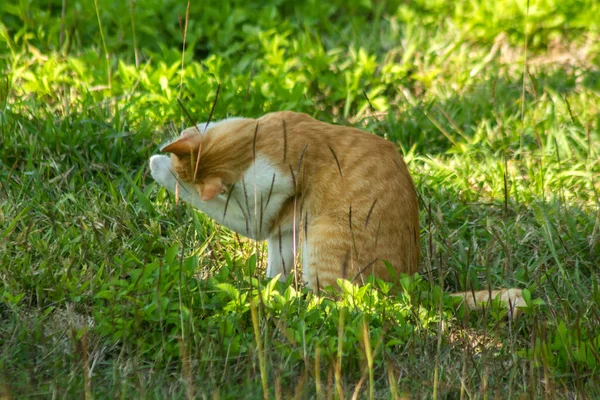 Çimenlikteki turuncu kediler kendilerini kamufle etmek ve avlarını gözlemlemek için otların yüksekliğini kullanırlar..
