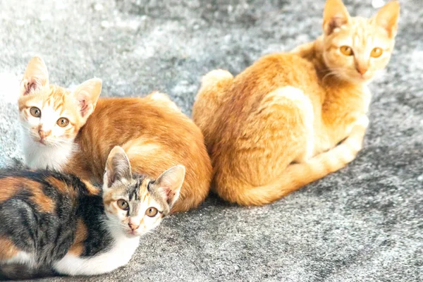 Turuncu bir kedinin sakin bakışları tetikte ve gözlemci olduğunu gösterir..