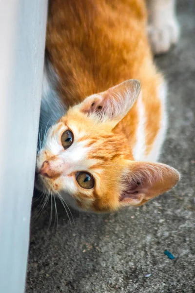 Turuncu bir kedinin sakin bakışları tetikte ve gözlemci olduğunu gösterir..