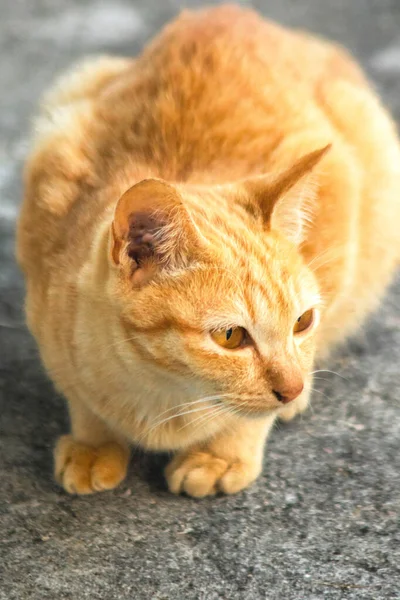 Turuncu bir kedinin sakin bakışları tetikte ve gözlemci olduğunu gösterir..