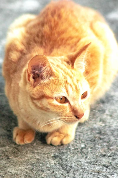 Turuncu bir kedinin sakin bakışları tetikte ve gözlemci olduğunu gösterir..