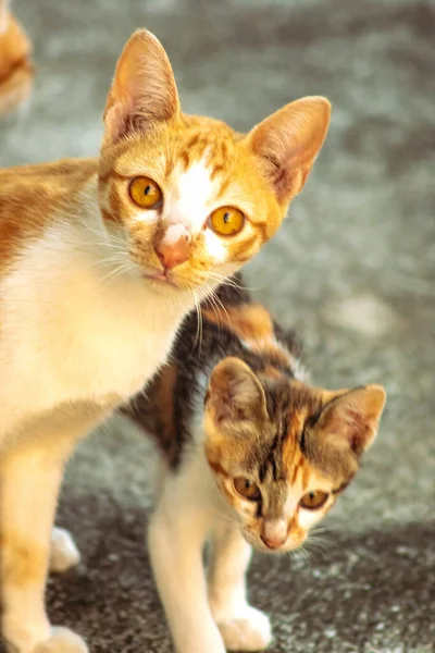 Turuncu bir kedinin sakin bakışları tetikte ve gözlemci olduğunu gösterir..