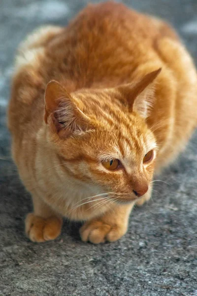 Turuncu bir kedinin sakin bakışları tetikte ve gözlemci olduğunu gösterir..