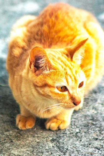 Turuncu bir kedinin sakin bakışları tetikte ve gözlemci olduğunu gösterir..