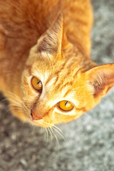 Turuncu bir kedinin sakin bakışları tetikte ve gözlemci olduğunu gösterir..