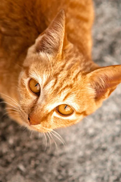 Turuncu bir kedinin sakin bakışları tetikte ve gözlemci olduğunu gösterir..