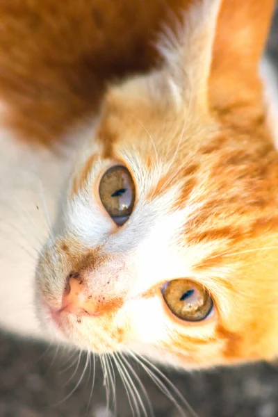 Turuncu bir kedinin sakin bakışları tetikte ve gözlemci olduğunu gösterir..