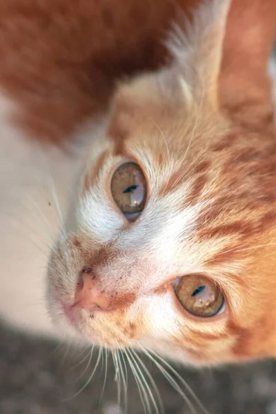 Turuncu bir kedinin sakin bakışları tetikte ve gözlemci olduğunu gösterir..