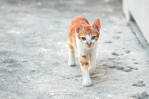 Turuncu bir kedinin sakin bakışları tetikte ve gözlemci olduğunu gösterir..