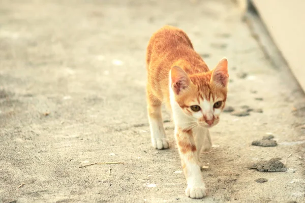 Turuncu bir kedinin sakin bakışları tetikte ve gözlemci olduğunu gösterir..