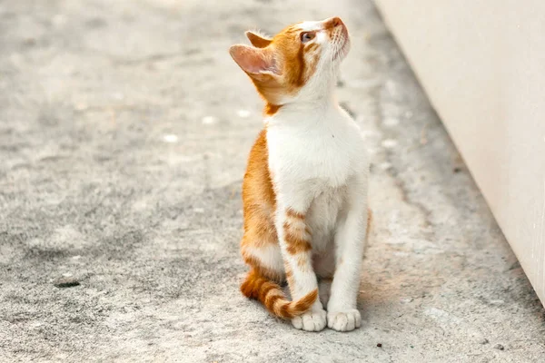 Turuncu bir kedinin sakin bakışları tetikte ve gözlemci olduğunu gösterir..