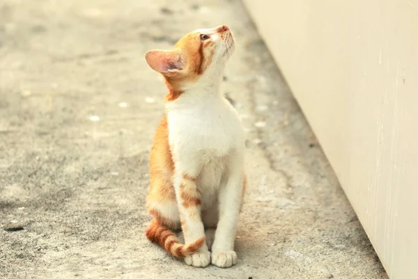 Turuncu bir kedinin sakin bakışları tetikte ve gözlemci olduğunu gösterir..