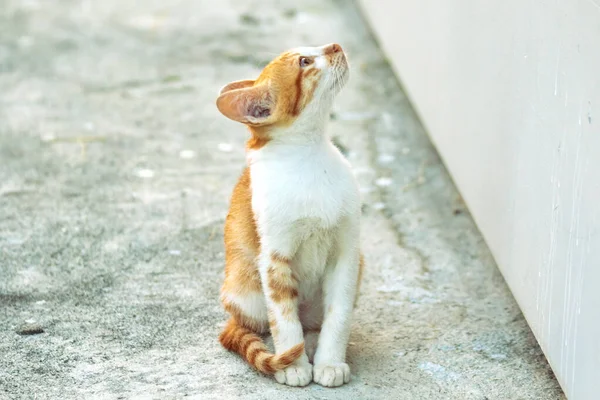 Turuncu bir kedinin sakin bakışları tetikte ve gözlemci olduğunu gösterir..