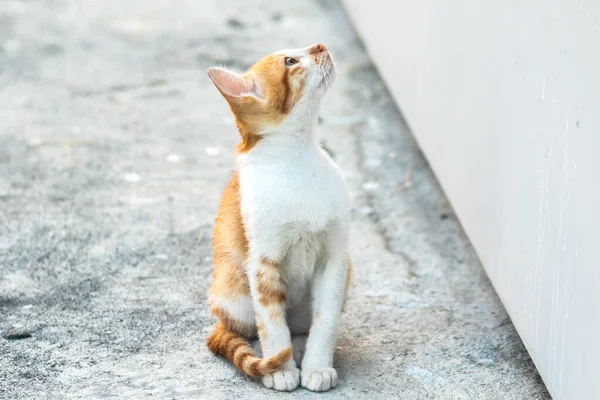 Turuncu bir kedinin sakin bakışları tetikte ve gözlemci olduğunu gösterir..