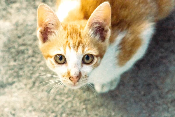 Turuncu bir kedinin sakin bakışları tetikte ve gözlemci olduğunu gösterir..