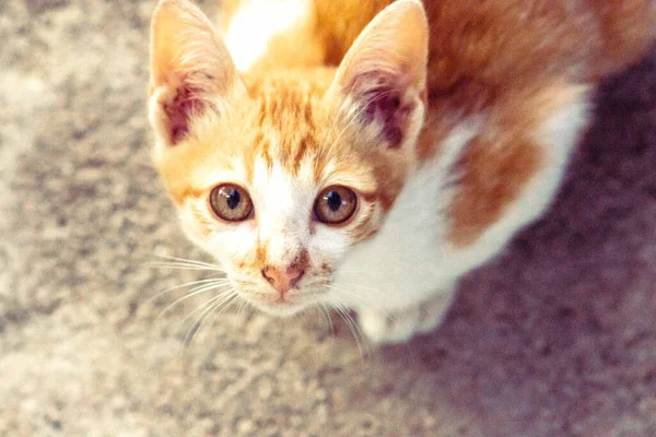 Turuncu bir kedinin sakin bakışları tetikte ve gözlemci olduğunu gösterir..