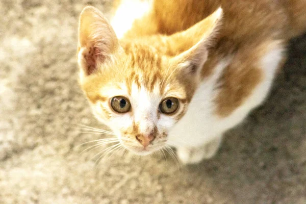 Turuncu bir kedinin sakin bakışları tetikte ve gözlemci olduğunu gösterir..