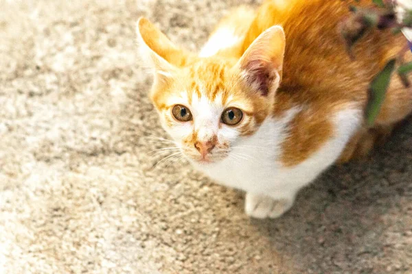 Turuncu bir kedinin sakin bakışları tetikte ve gözlemci olduğunu gösterir..