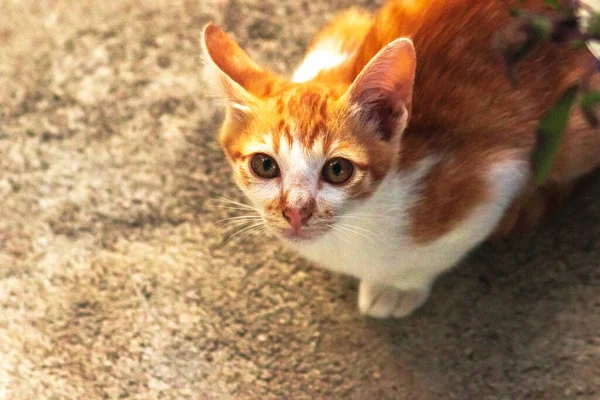 Turuncu bir kedinin sakin bakışları tetikte ve gözlemci olduğunu gösterir..