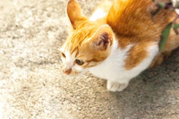 Turuncu bir kedinin sakin bakışları tetikte ve gözlemci olduğunu gösterir..