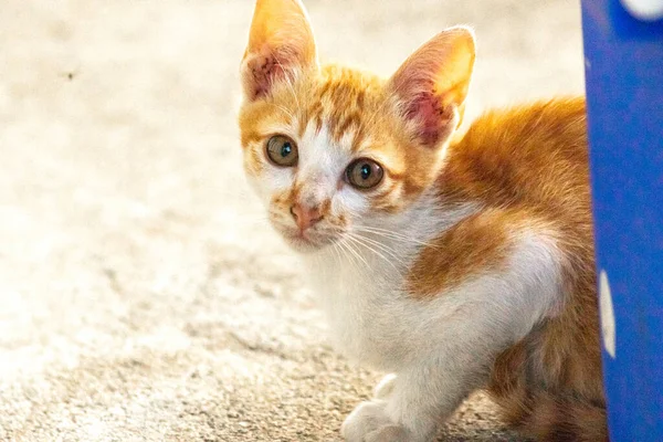 Turuncu bir kedinin sakin bakışları tetikte ve gözlemci olduğunu gösterir..