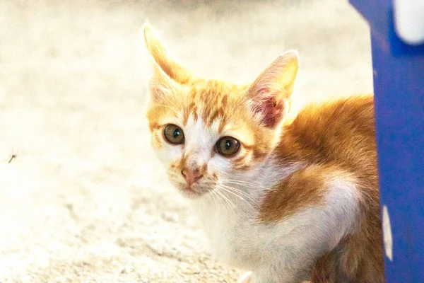Turuncu bir kedinin sakin bakışları tetikte ve gözlemci olduğunu gösterir..