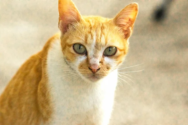 Turuncu bir kedinin sakin bakışları tetikte ve gözlemci olduğunu gösterir..
