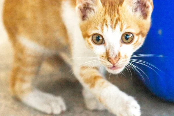 Turuncu bir kedinin sakin bakışları tetikte ve gözlemci olduğunu gösterir..