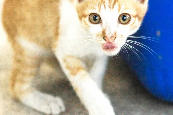 Turuncu bir kedinin sakin bakışları tetikte ve gözlemci olduğunu gösterir..