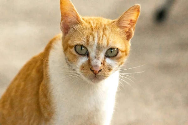 Turuncu bir kedinin sakin bakışları tetikte ve gözlemci olduğunu gösterir..