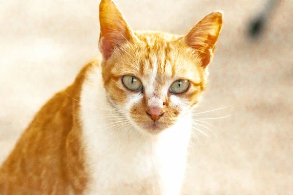 Turuncu bir kedinin sakin bakışları tetikte ve gözlemci olduğunu gösterir..
