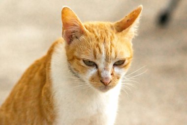 Turuncu bir kedinin sakin bakışları tetikte ve gözlemci olduğunu gösterir..
