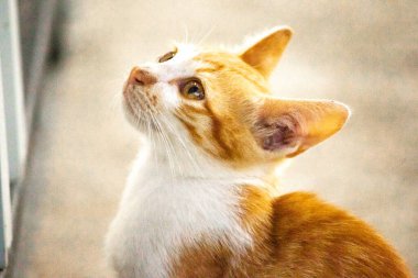 Turuncu bir kedinin sakin bakışları tetikte ve gözlemci olduğunu gösterir..