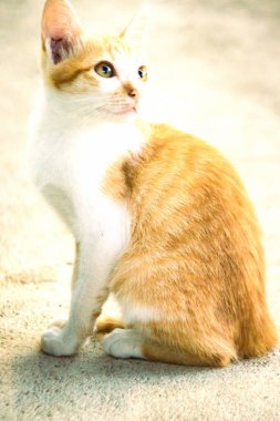 Turuncu bir kedinin sakin bakışları tetikte ve gözlemci olduğunu gösterir..