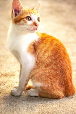 Turuncu bir kedinin sakin bakışları tetikte ve gözlemci olduğunu gösterir..