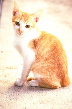 Turuncu bir kedinin sakin bakışları tetikte ve gözlemci olduğunu gösterir..