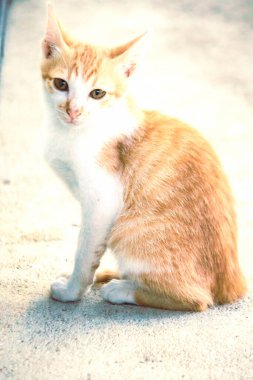 Turuncu bir kedinin sakin bakışları tetikte ve gözlemci olduğunu gösterir..