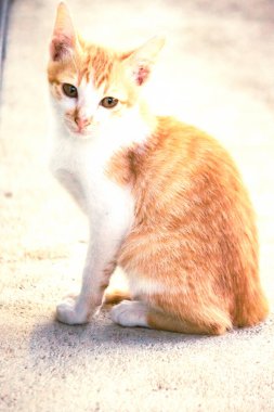 Turuncu bir kedinin sakin bakışları tetikte ve gözlemci olduğunu gösterir..