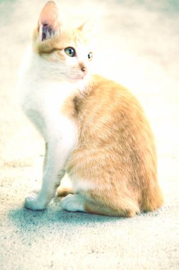 Turuncu bir kedinin sakin bakışları tetikte ve gözlemci olduğunu gösterir..