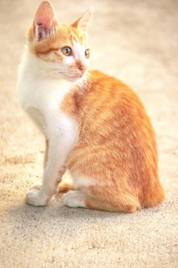 Turuncu bir kedinin sakin bakışları tetikte ve gözlemci olduğunu gösterir..