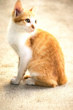 Turuncu bir kedinin sakin bakışları tetikte ve gözlemci olduğunu gösterir..