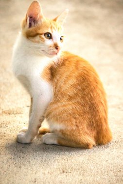 Turuncu bir kedinin sakin bakışları tetikte ve gözlemci olduğunu gösterir..