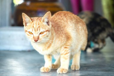 Turuncu bir kedinin sakin bakışları tetikte ve gözlemci olduğunu gösterir..