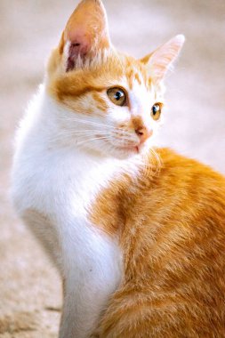 Turuncu bir kedinin sakin bakışları tetikte ve gözlemci olduğunu gösterir..