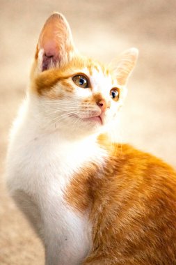 Turuncu bir kedinin sakin bakışları tetikte ve gözlemci olduğunu gösterir..