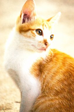 Turuncu bir kedinin sakin bakışları tetikte ve gözlemci olduğunu gösterir..