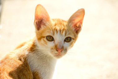 Turuncu bir kedinin sakin bakışları tetikte ve gözlemci olduğunu gösterir..
