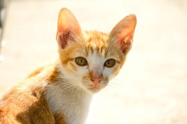 Turuncu bir kedinin sakin bakışları tetikte ve gözlemci olduğunu gösterir..