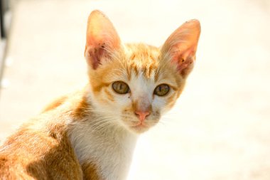 Turuncu bir kedinin sakin bakışları tetikte ve gözlemci olduğunu gösterir..